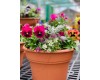 Pansy Garden Container 10"